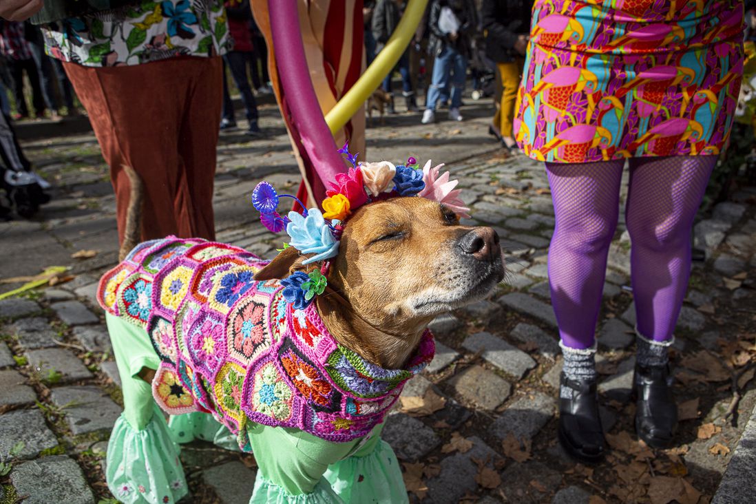 dog with crocheted outfit